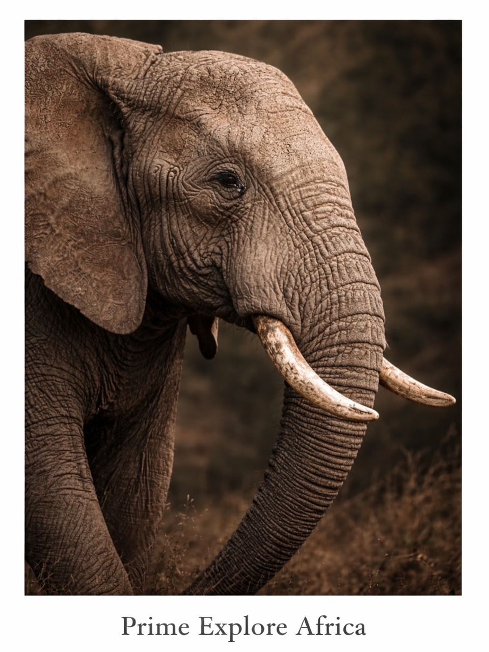 Luxury Safari Adventures 2